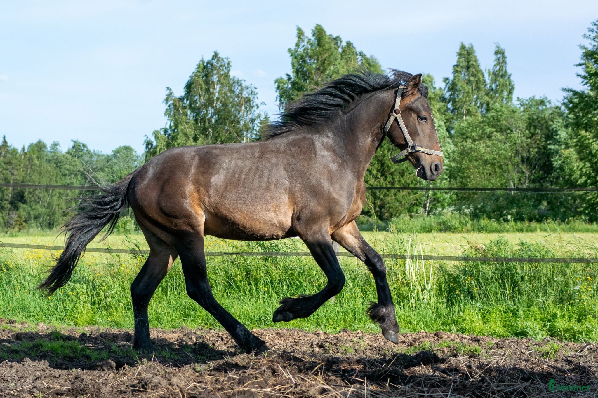 hästar Avelschansad topphingst - Annons 2