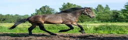 Trav hästar till salu: Avelschansad topphingst - Annons 2