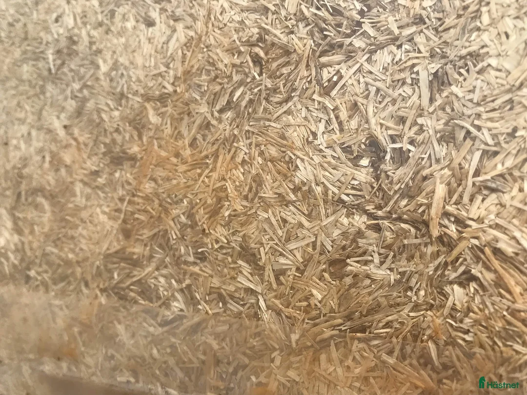  hästservice finnes: Halmströ för stall & lösdrift i Säve - Annons 3