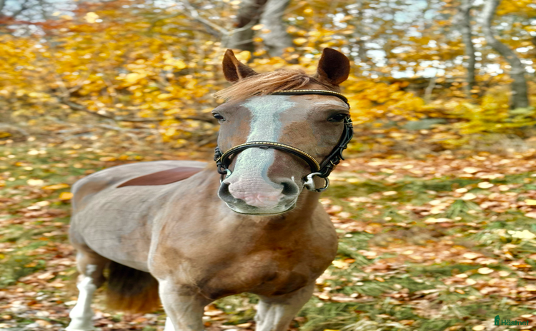  hästar i Fjärås - Annons 9