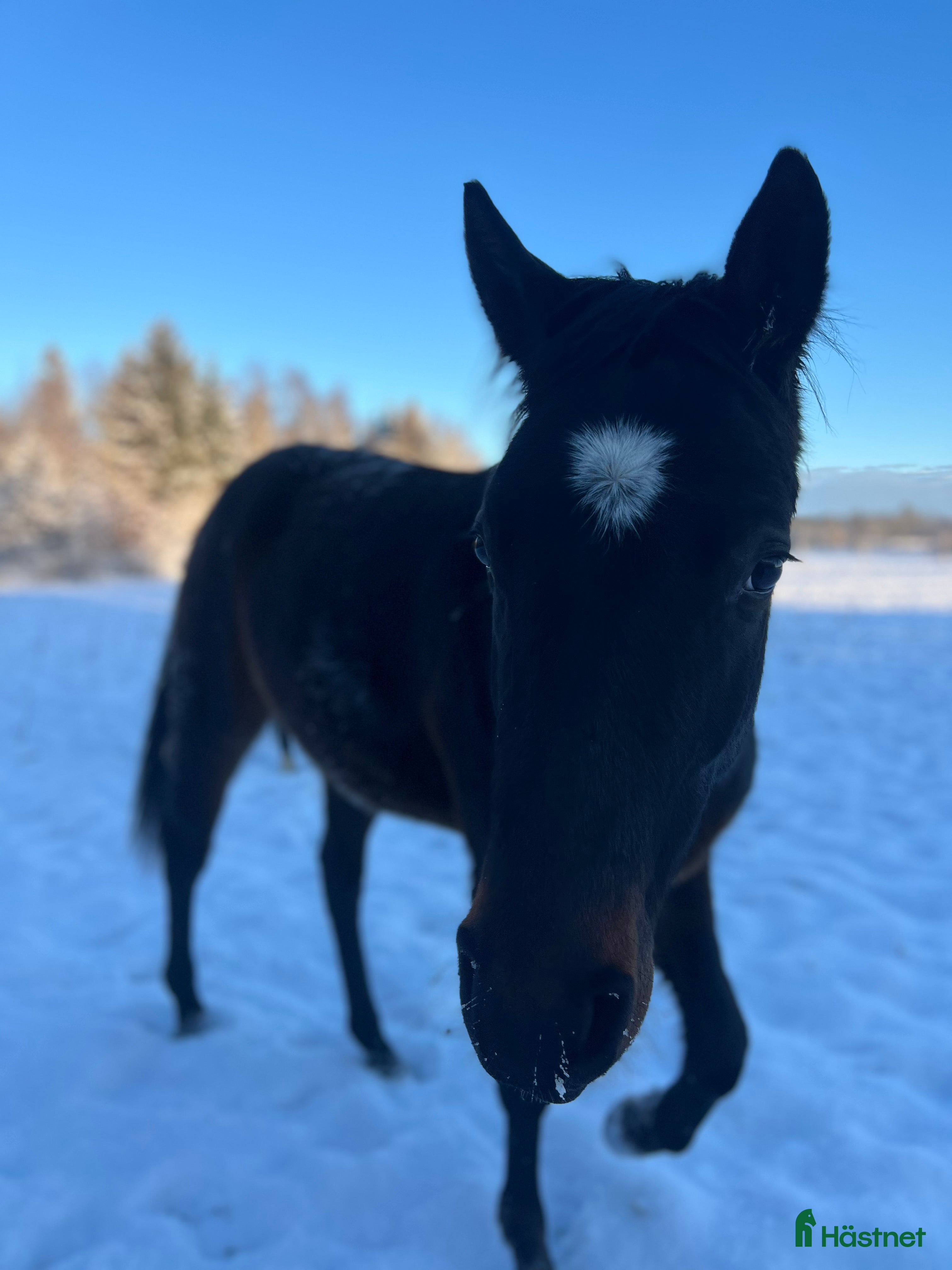  hästar Ung hopphäst (alternativt stor D-ponny) sökes - Annons 1