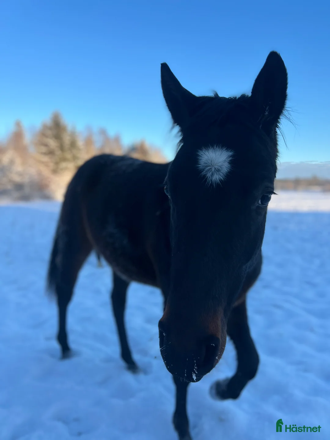 Hoppning hästar sökes: Ung hopphäst (alternativt stor D-ponny) sökes i Ängelholm - Annons 1