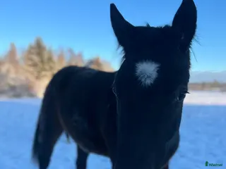 hästar Ung hopphäst (alternativt stor D-ponny) sökes - Annons 5