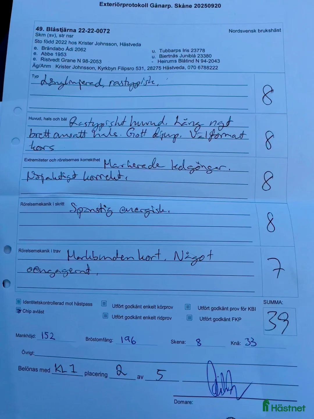 Allround hästar till salu: 4-årig blåskimmel - Annons 5