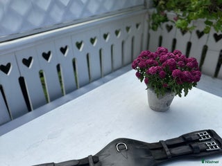 Sadeltillbehör hästutrustning till salu: Dressyrgjord i läder i Lidingö - Annons 4