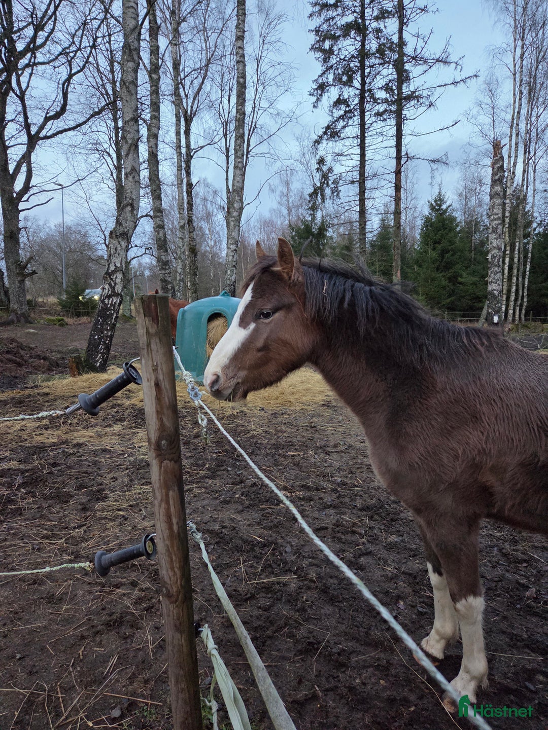 Allround hästar till salu: Fin ponny till nedsatt pris (se beskrivning) i Varnhem - Annons 5