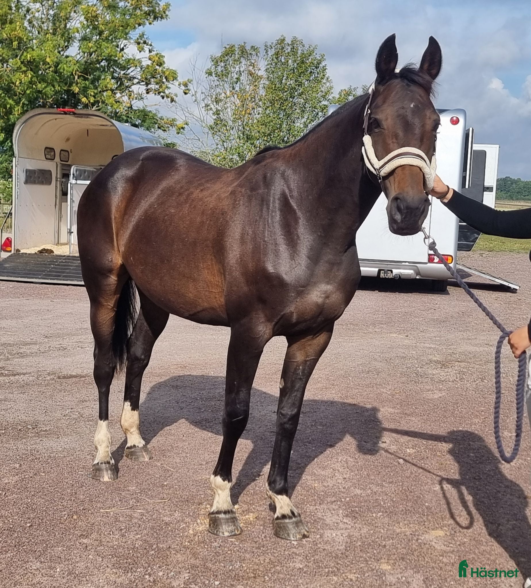 Avelshästar hästar till salu: Sto e: Kannan dräktig med Le Blue Diamond - Annons 2