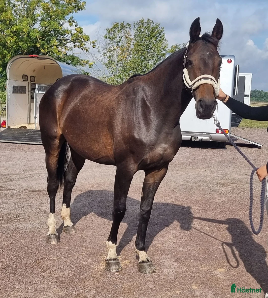 Avelshästar hästar till salu: Sto e: Kannan dräktig med Le Blue Diamond - Annons 1