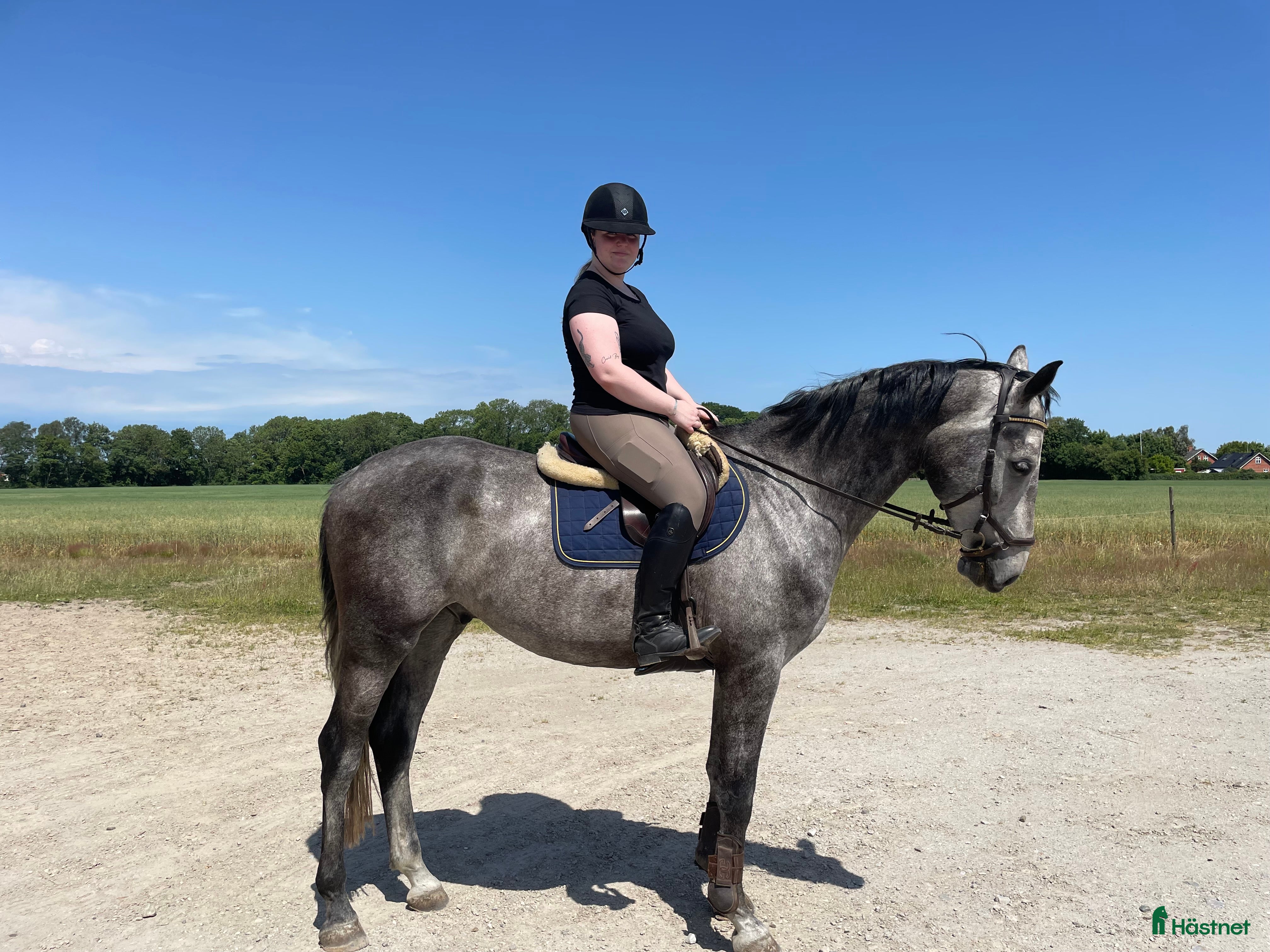  hästar Toppstammad valack  - Annons 1