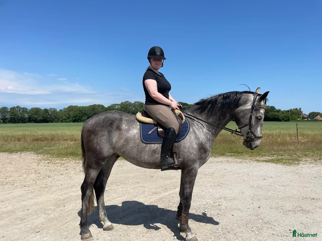 Hoppning hästar till salu: Toppstammad valack  - Annons 1