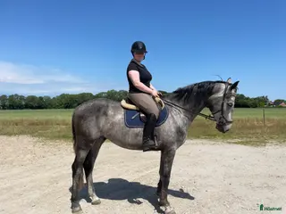 hästar Toppstammad valack - Annons 1