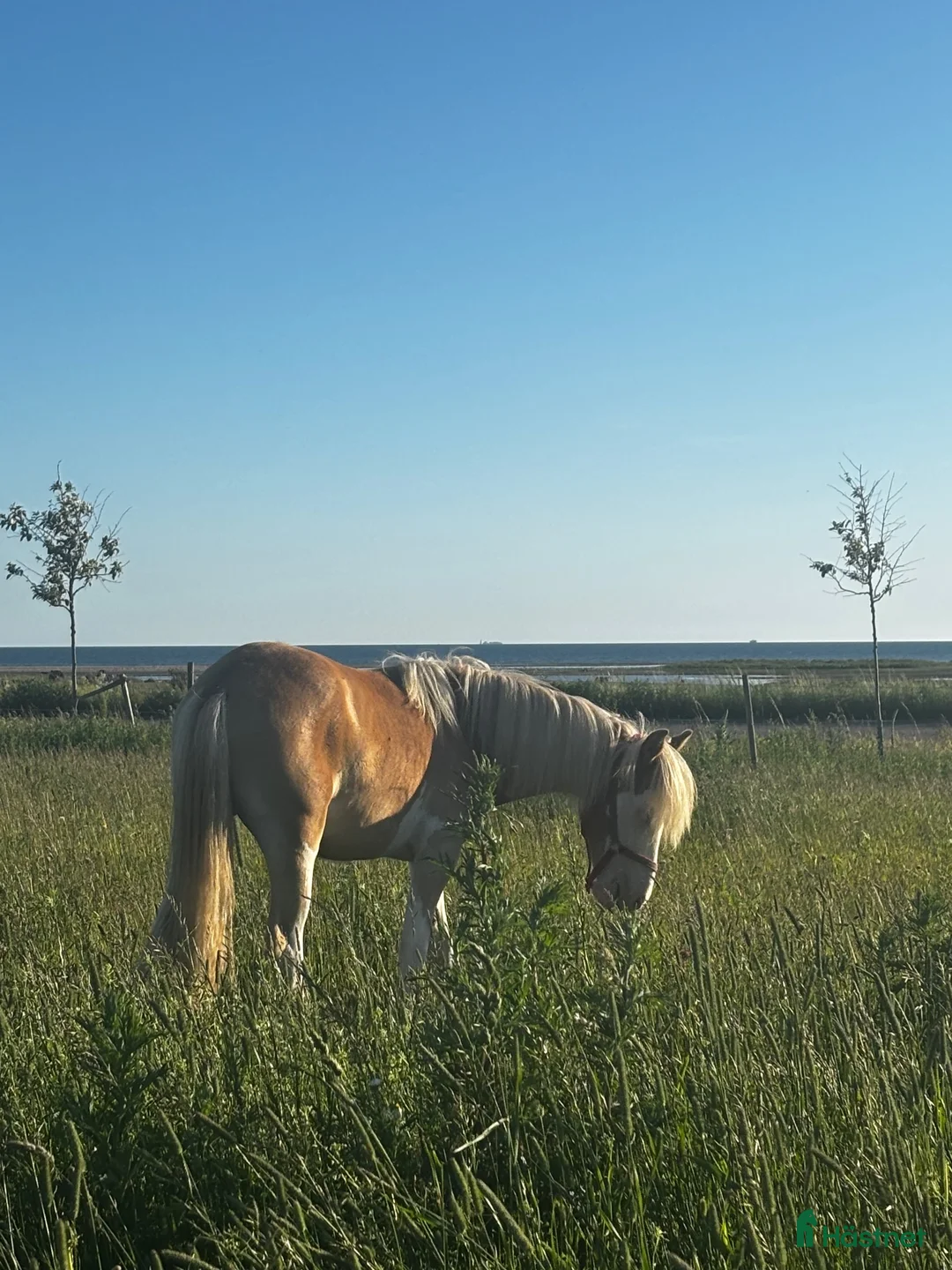  stallplats finnes: Ledig stallplats eller helinackoderingsplats  - Annons 2