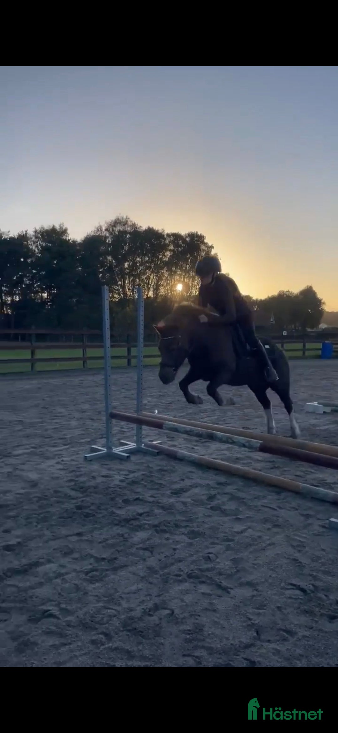  foderhäst sökes: Foderhäst för senare köp i Gualöv - Annons 2