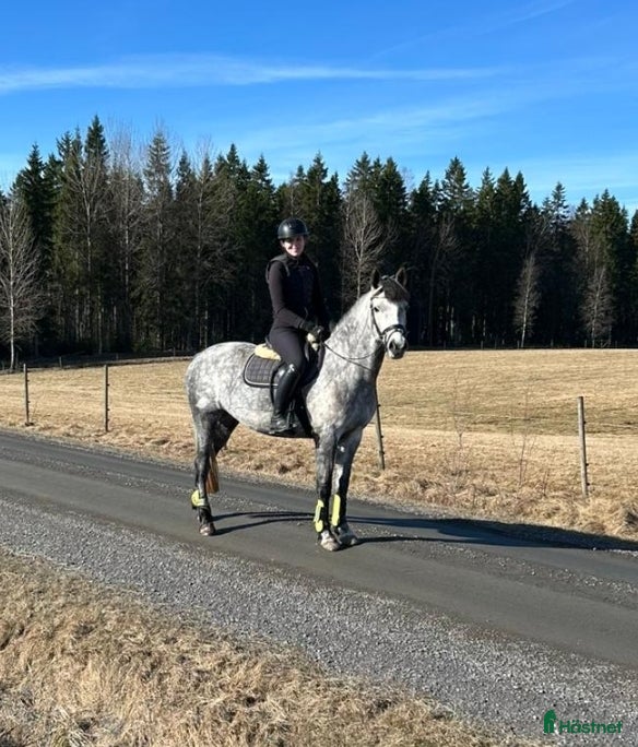  hästar Blivande tävlingskompis - Annons 1