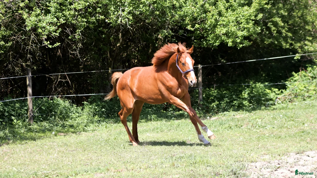 Avelshästar hästar till salu: 1 års fuldblods hingst  - Annons 2