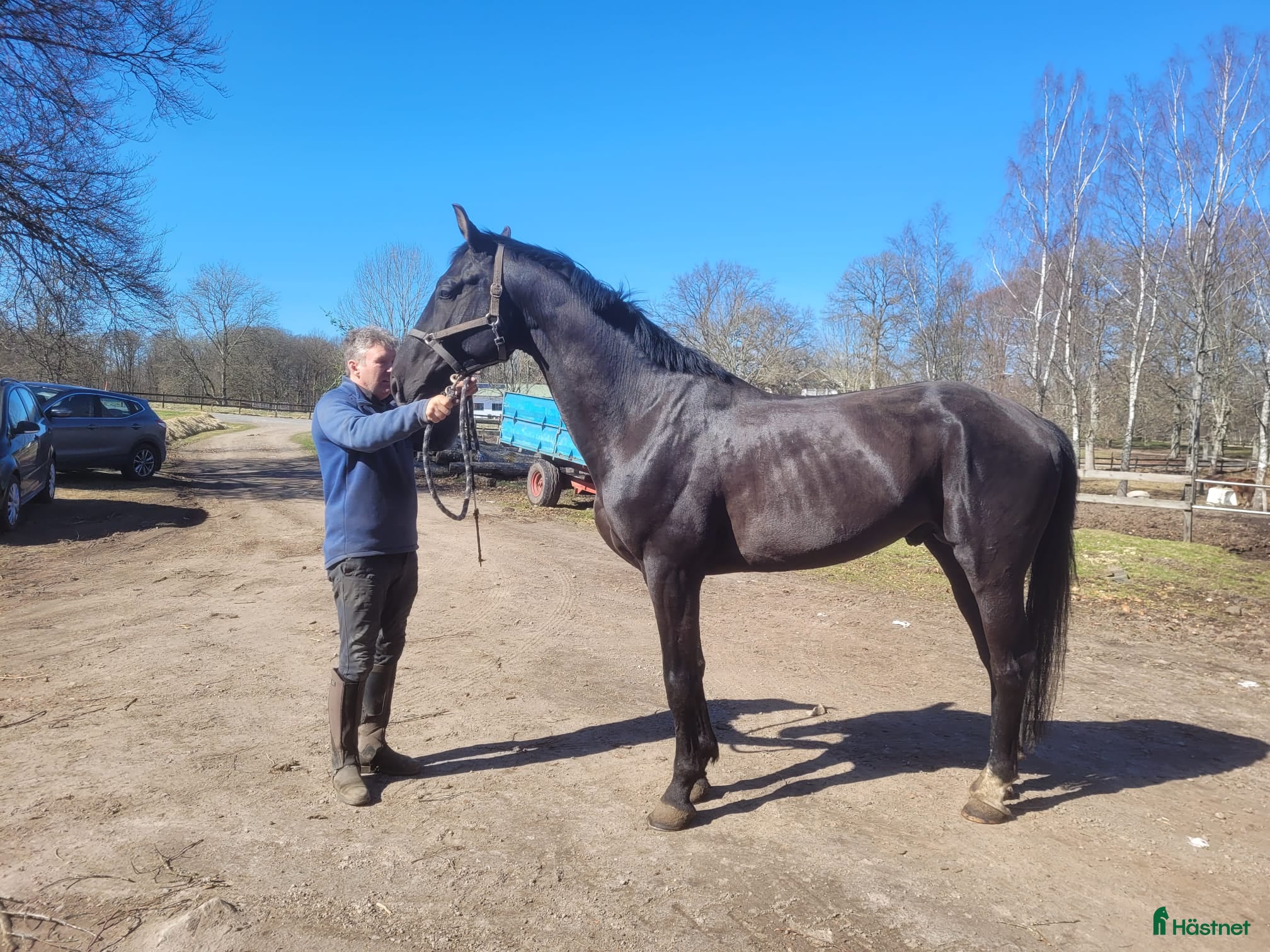  hästar Högklassig Svart 4 årshingst - Annons 1