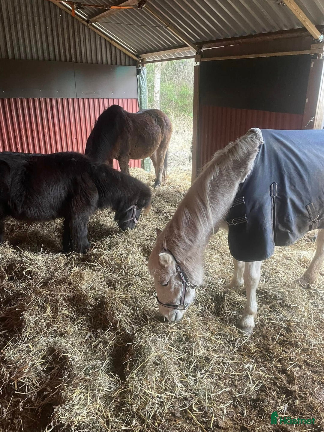  stallplats finnes: Lösdrift för ponny i Västerhaninge i Västerhaninge - Annons 1
