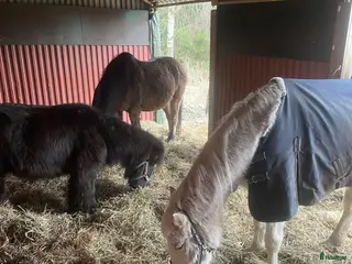 stallplats finnes: Lösdrift för ponny i Västerhaninge i Västerhaninge - Annons 2