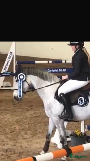 Hoppning hästar till salu: Allround häst i Värends Nöbbele - Annons 2