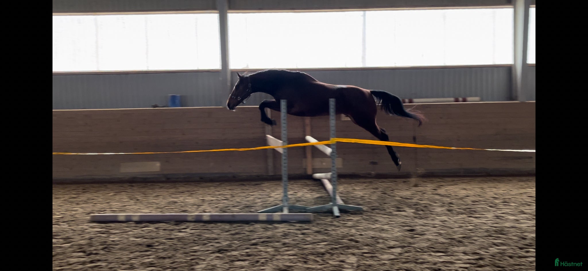  hästar Bästa temperamentet - Annons 18