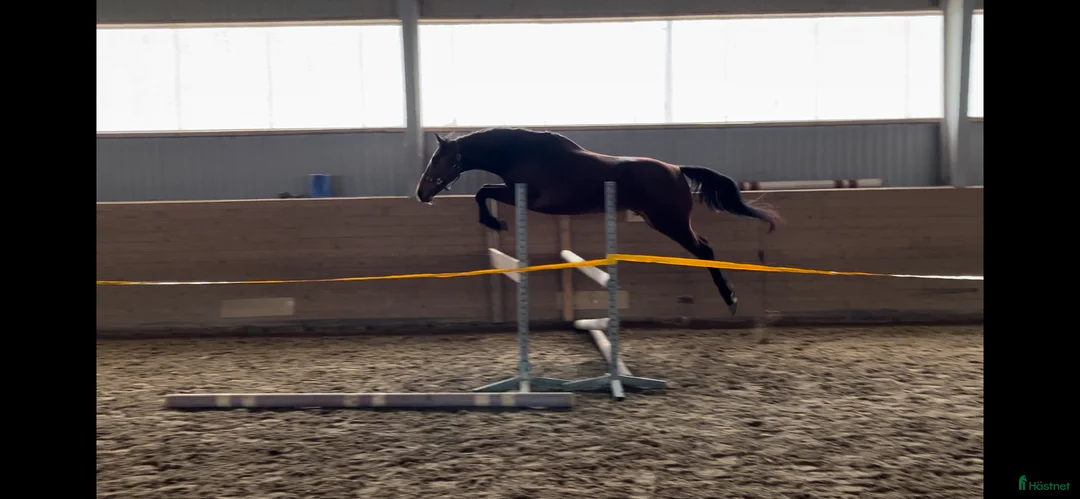 Allround hästar till salu: Bästa temperamentet - Annons 1