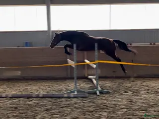 hästar Bästa temperamentet - Annons 18