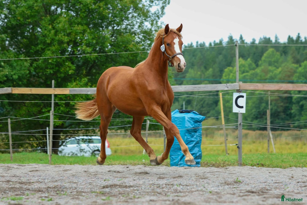 Övrigt hästar till salu: Multitalang i Söderköping - Annons 10