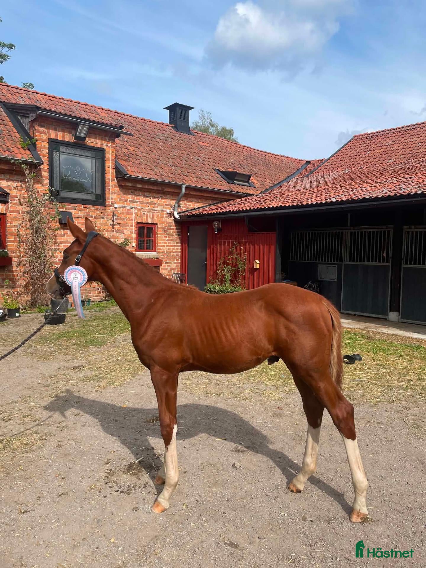 hästar Färgglatt hingstföl, extremt trevlig! - Annons 2