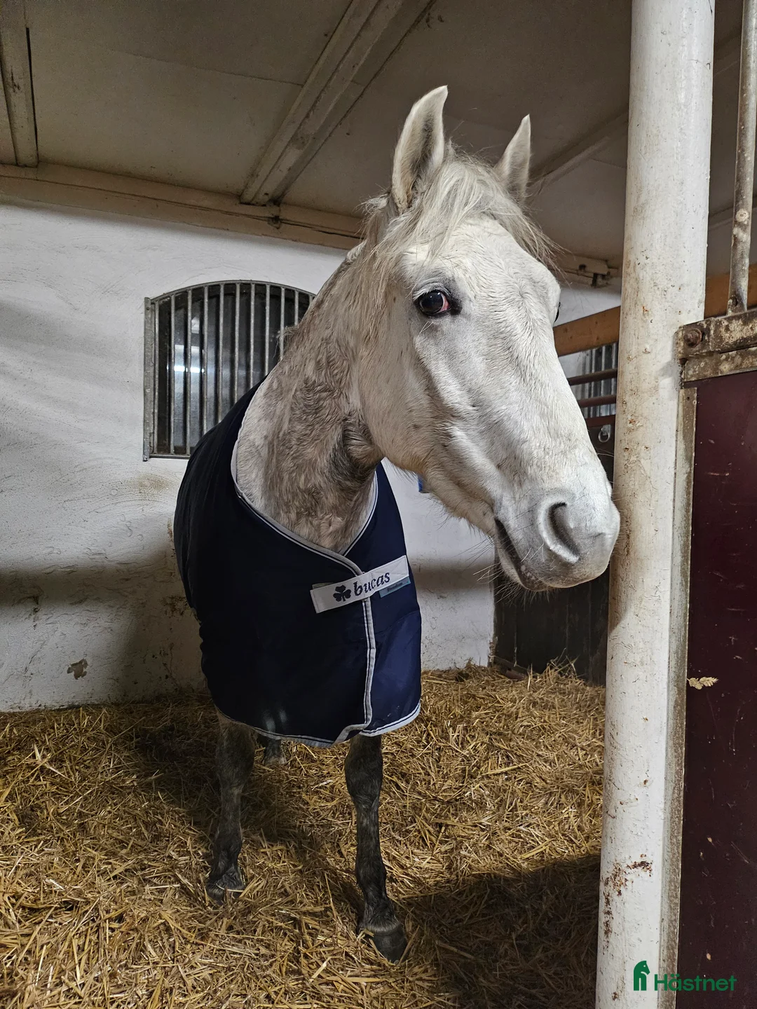 Allround hästar till salu: Sto, f. 2020, efter 30 Favory XXVIII-27 i Norrköping - Annons 1