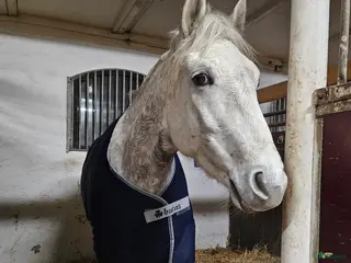 hästar Sto, f. 2020, efter 30 Favory XXVIII-27 i Norrköping - Annons 2