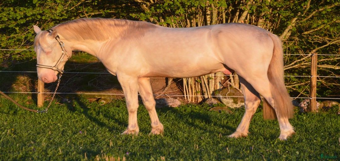 Galleribild {{count}}