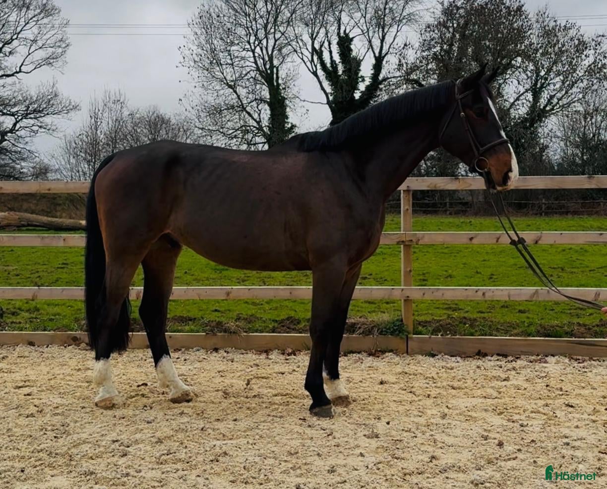  hästar En riktig gentleman 6år  i Valbo - Annons 14