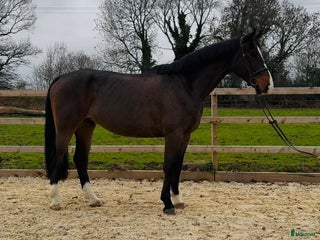 hästar En riktig gentleman 6år i Valbo - Annons 15