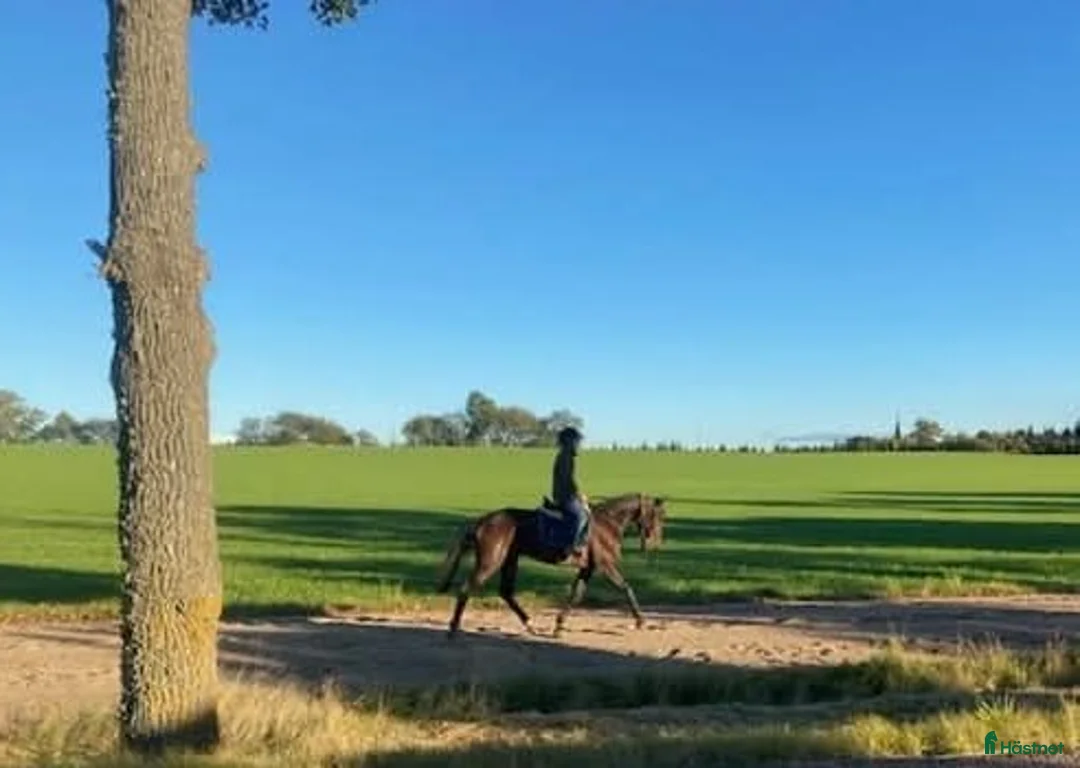 Allround hästar till salu: Fraganzia letar nya utmaningar  i Mantorp - Annons 1