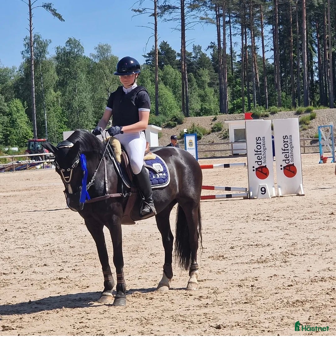 Allround hästar till salu: Vackert sto med potential  i Vikingstad - Annons 4