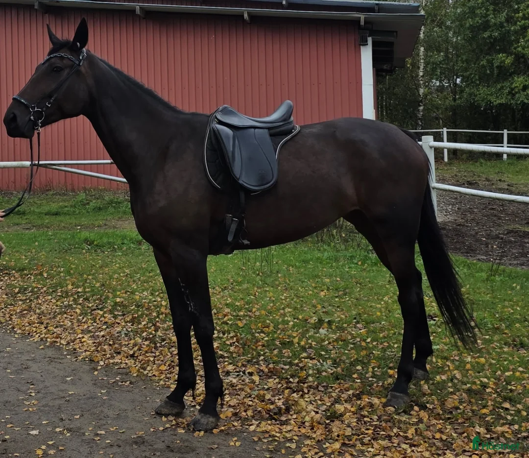 Allround hästar till salu: Varmblodssto 8år i Söderala - Annons 3