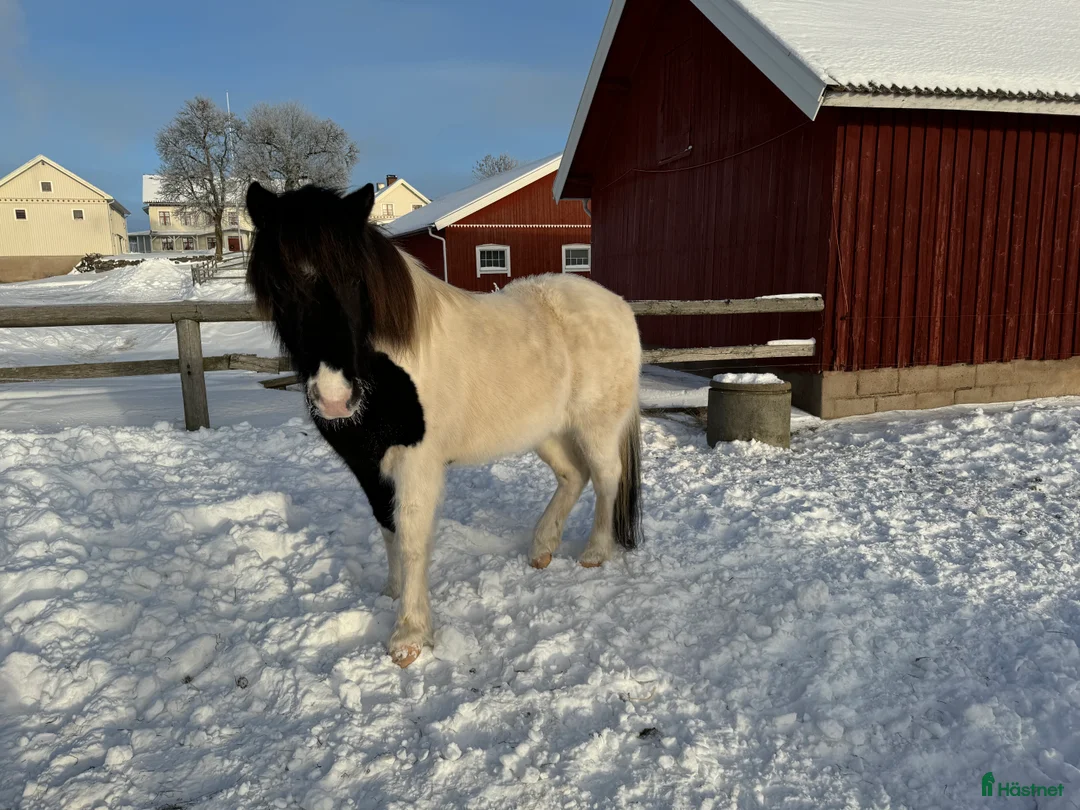Island hästar till salu: Sällskapshäst söker hem i Lidköping - Annons 2