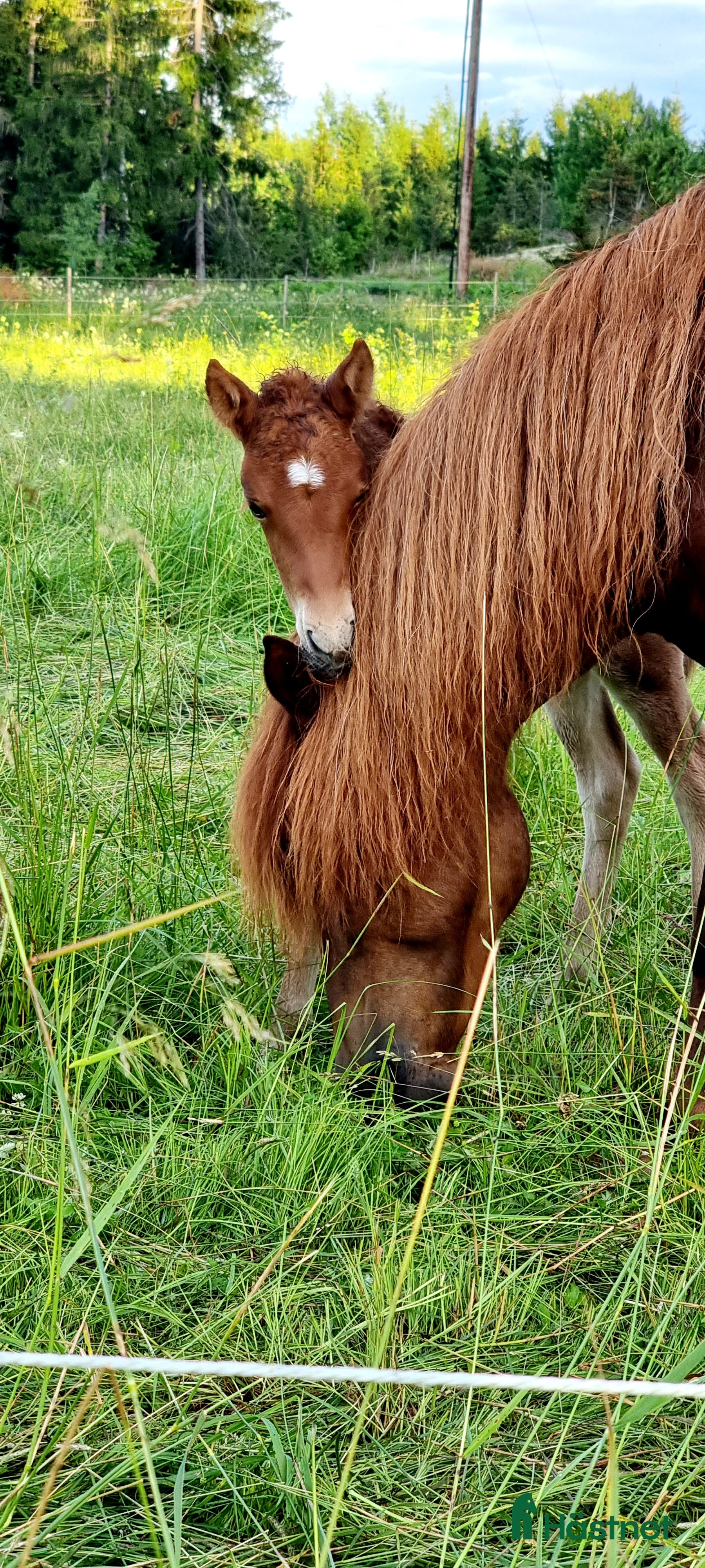  stallplats Stoflock i Almunge, Uppsala i Almunge - Annons 17