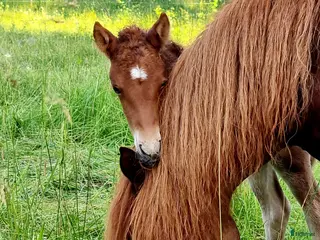 stallplats Stoflock i Almunge, Uppsala i Almunge - Annons 17