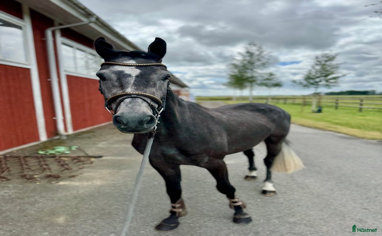  hästar i Åtvidaberg - Annons 8