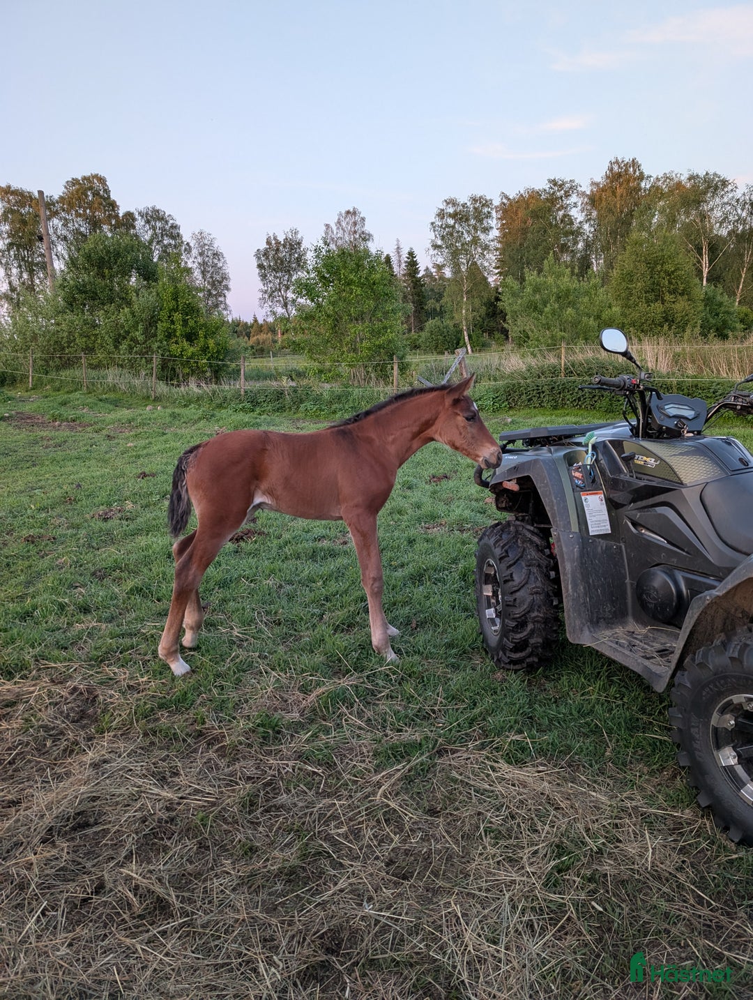 Allround hästar till salu: Trevligt knabstruppersto - föl född 2025 i Falköping - Annons 6