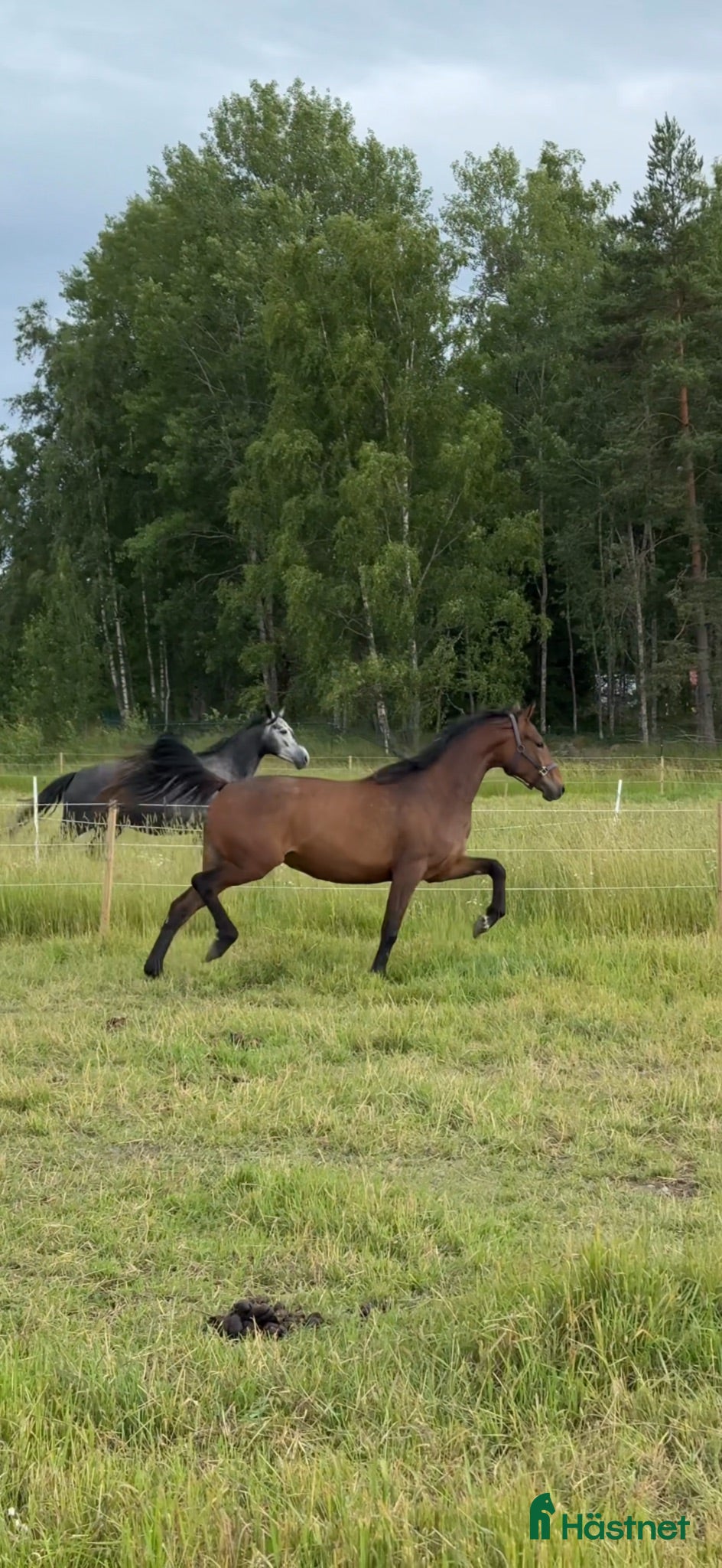  hästar Lovande unghäst  - Annons 3