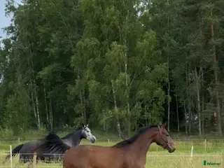 hästar Lovande unghäst - Annons 3