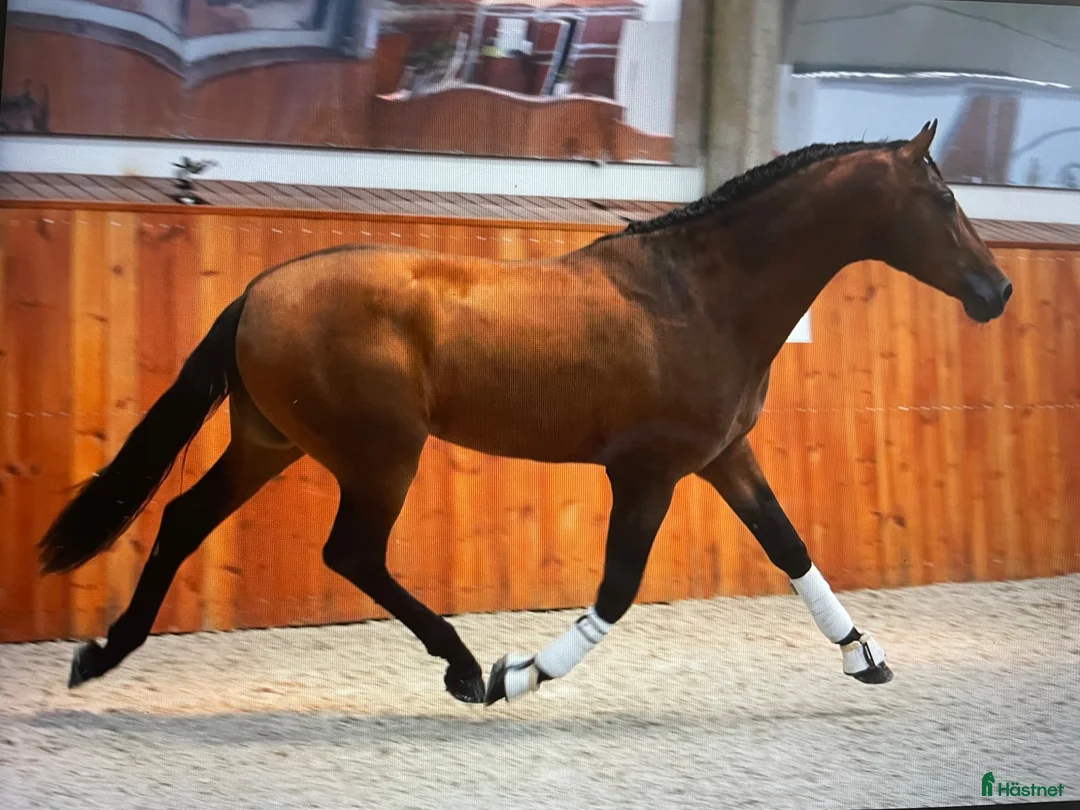 Dressyr hästar till salu: Vacker PRE 175cm.  - Annons 1