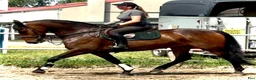 Allround hästar till salu: Top Quality and  Pleasant 8 yo mare-Salwinia  - Annons 8