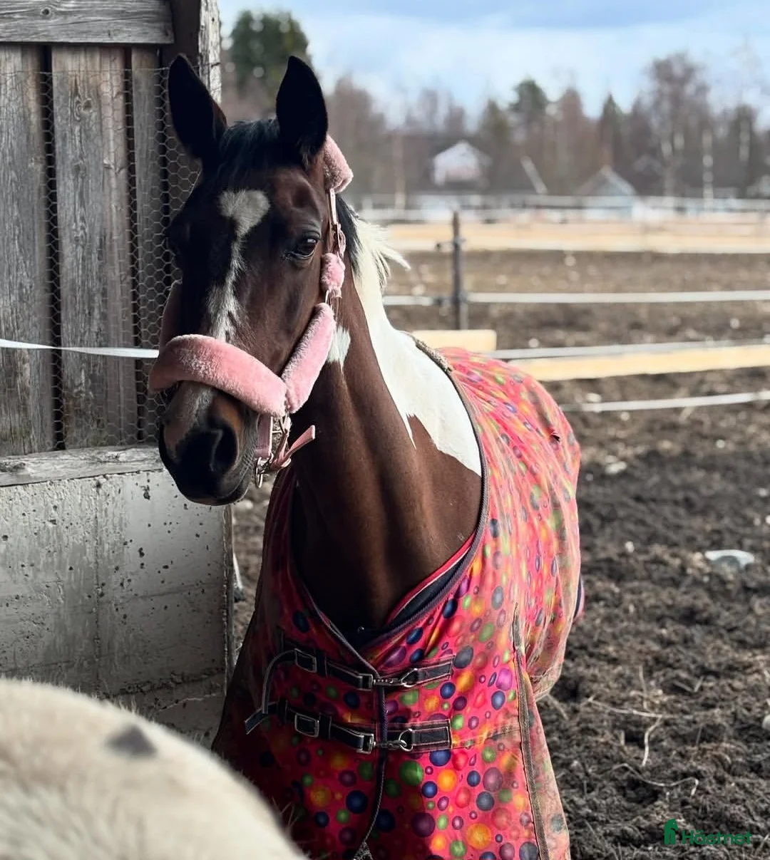 Sällskap hästar till salu: Sällskaps-/promenad-/projektponny - Annons 3