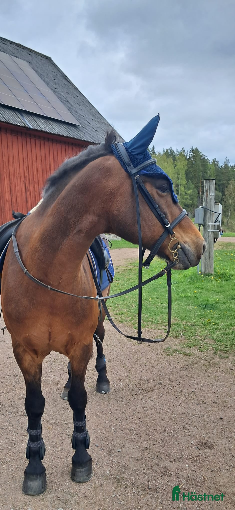 Allround hästar till salu: Dponny valack - Annons 1