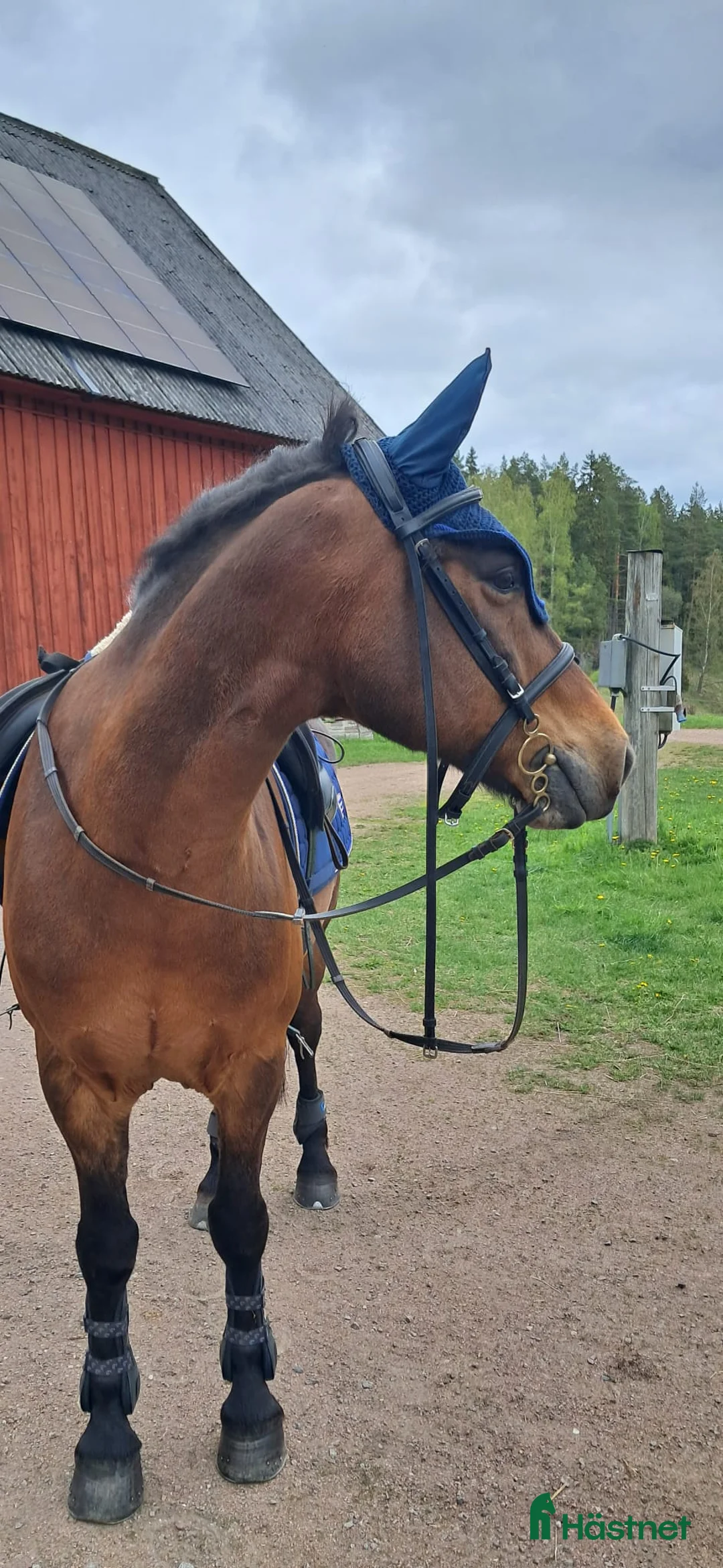 Allround hästar till salu: Dponny valack - Annons 1