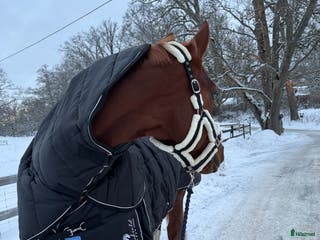 Täcken hästutrustning till salu: 300gr innetäcke m. Hals i Värmdö - Annons 23