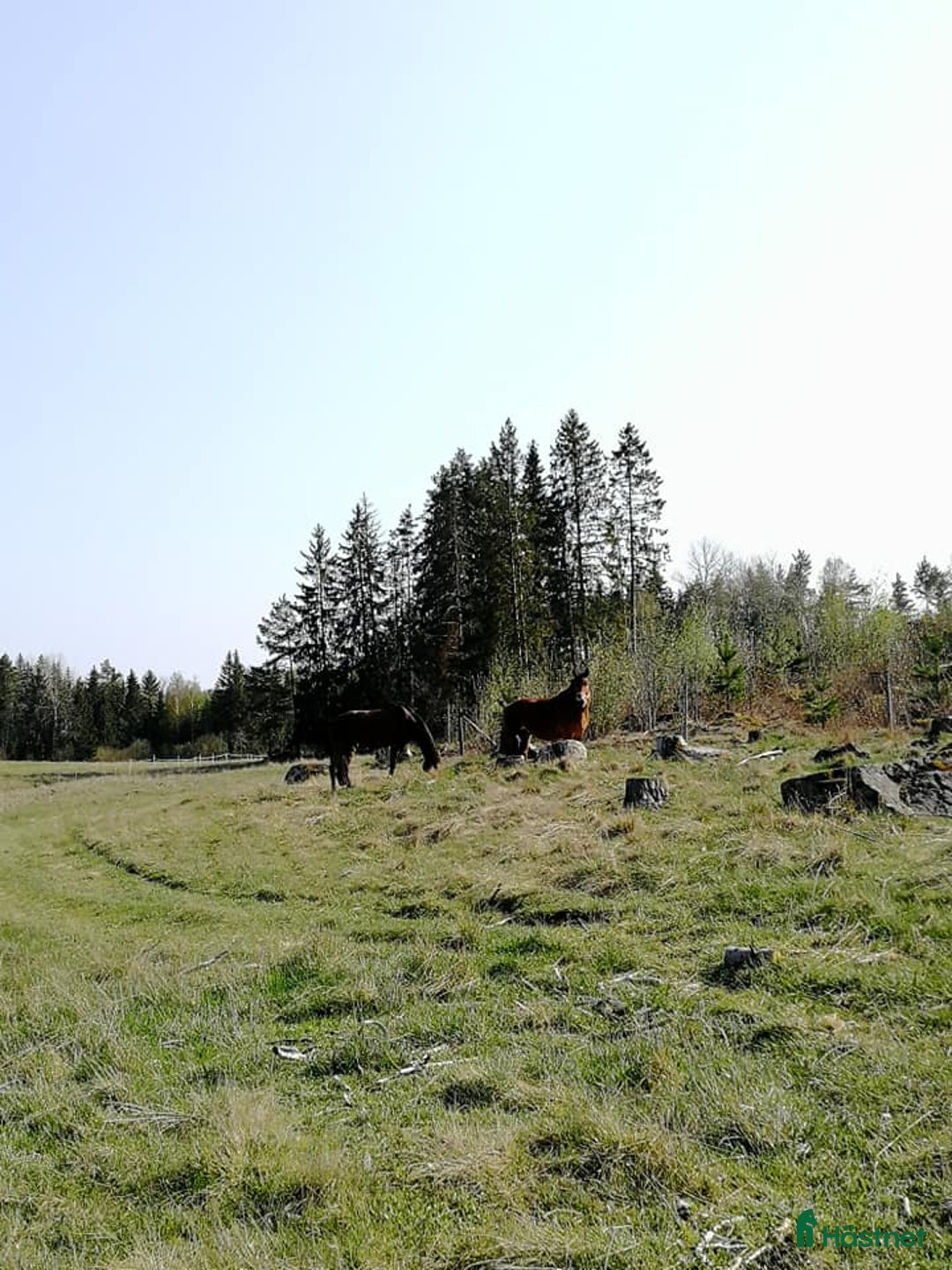 stallplats finnes: Boxplats ledig med fullservice i Fjärdhundra i Fjärdhundra - Annons 9